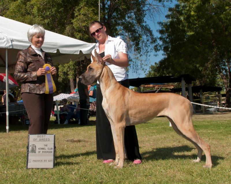 Best of Breed Kiss